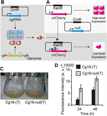 Identification of key genes through the constructed CRISPR-dcas9 to facilitate the efficient production of O-acetylhomoserine in Corynebacterium glutamicum